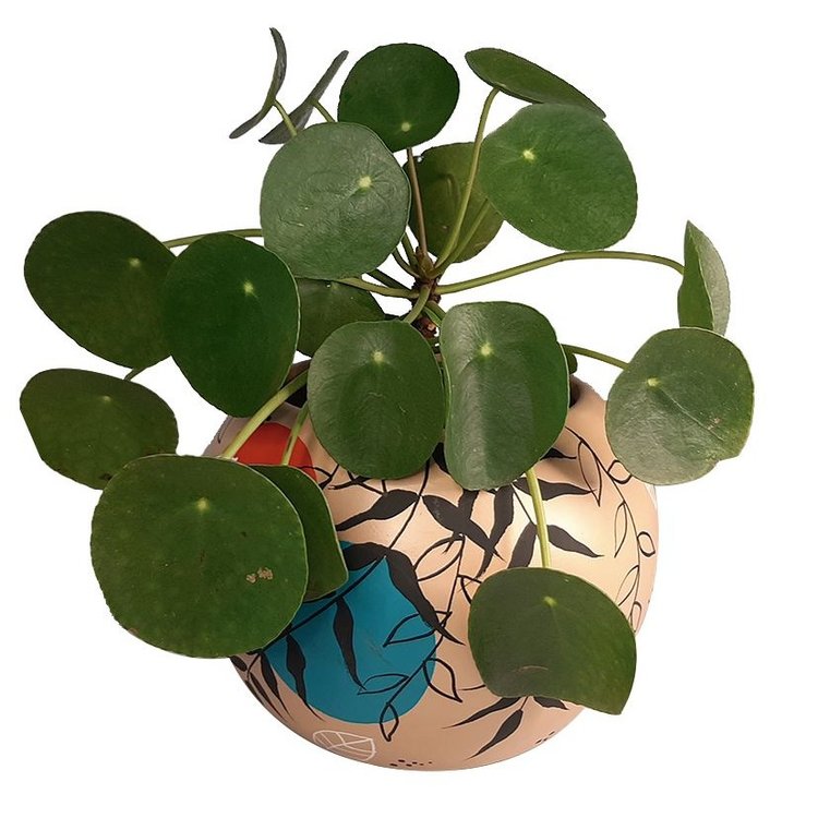 Vaso Decorado Pilea Cestas Michelli