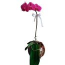 Delicada Orquídea no Vidro 