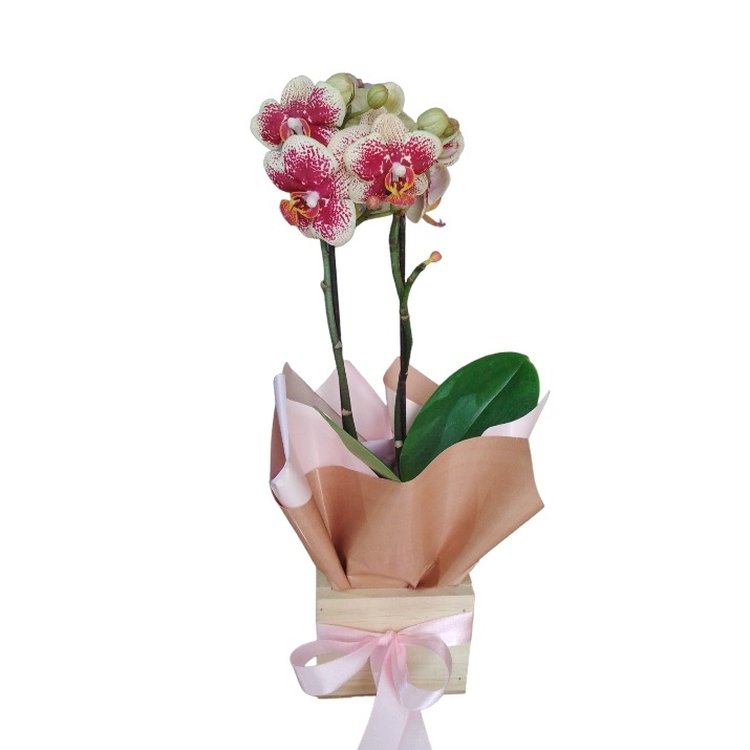 Divina Orquídea