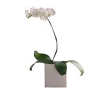 Linda Orquídea Branca 