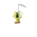 Maravilhosa Orquídea 