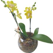 Vaso de Vidro Mini Orquídea Amarela