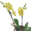 Vaso de Vidro Mini Orquídea Amarela