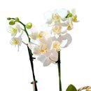 Cesta de Palha com Orquídea, Bombons e Espumante 