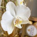 Cesta Boas Festas Orquídea e Chandon 