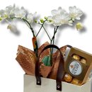 Cesta Premium Mini Orquídea e Chocolate 