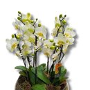 Vaso de Vidro com Orquídeas Premium Brancas