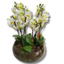 Vaso de Vidro com Orquídeas Premium Brancas