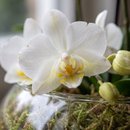 Vaso de Vidro com Orquídeas Premium Brancas