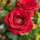 Buquê de Rosas Vermelhas com 22 Botões
