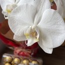 Orquídea com Ferrero
