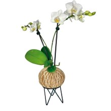 Kokedama de Orquídea na Cor Branca
