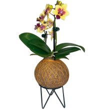 Kokedama de Orquídea Amarela Mesclada 