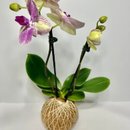 Kokedama de Orquídea Mesclada Amarelo e Lilás