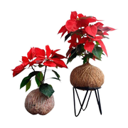 Kokedama de Bico de Papagaio