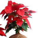 Kokedama de Bico de Papagaio