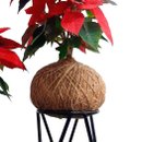 Kokedama de Bico de Papagaio