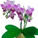 Kokedama de Orquídea Lilás