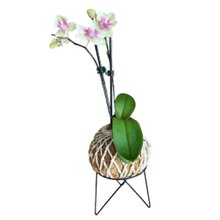 Kokedama de Orquidea Mesclada de Rosa 