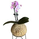 Kokedama de Orquídea Rosa Claro 
