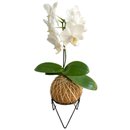 Kokedama de Orquídea Branca Phalaeonoposis