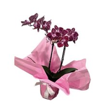 Orquídea Phalaenopsis Mesclada Plantada 