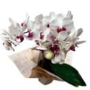Orquídea Phalaenopsis Branca com Pink Plantada 
