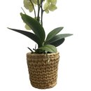 Orquídea Exotic Cachepô de Fio de Malha