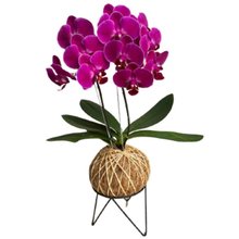 Arranjo de Orquídea Pink Plantada no Kokedama  