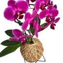 Arranjo de Orquídea Pink Plantada no Kokedama  