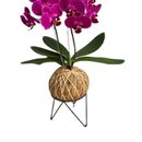 Arranjo de Orquídea Pink Plantada no Kokedama  
