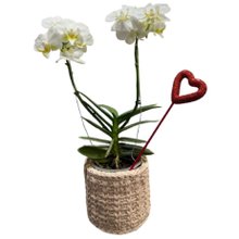 Orquídea Branca Plantada com Cachepô de Fio de Malha