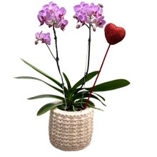 Orquídea Lilás Plantada com Cachepô de Fio de Malha 