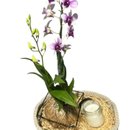 Cesto de Arranjo com Orquídea Denphal e vela Aromática