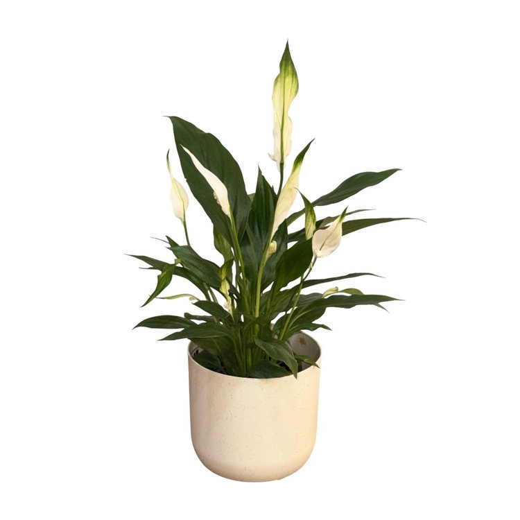 Lirio da Paz Plantado com Cachepo