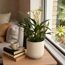 Lirio da Paz Plantado com Cachepo 