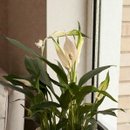 Lirio da Paz Plantado com Cachepo 