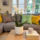 Orquieda Branca Plantada no Cachepo