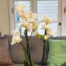 Orquieda Branca Plantada no Cachepo