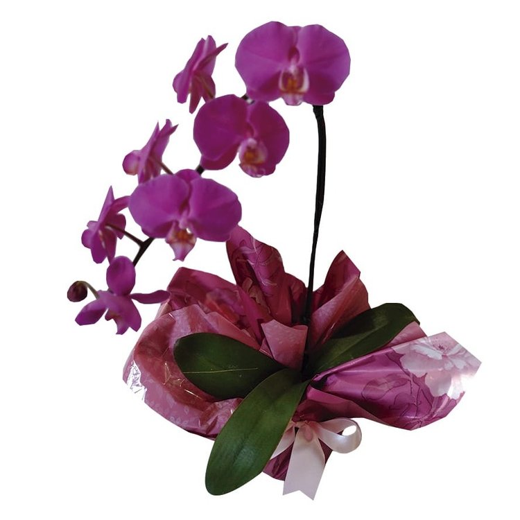 Orquídea Decorada para Presente | Cestas Michelli