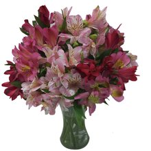 Arranjo de Mix de Astromélias