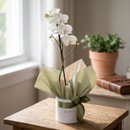   Orquídea White