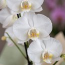   Orquídea White