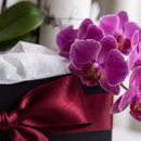 Cesta de Presente com Orquídea, Balão e Vinho