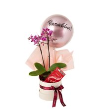 Cesta de Presente Parabéns Orquídea, Balão e Lindt