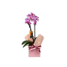 Mini Orquídea no Cachepot
