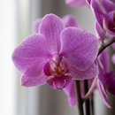 Mini Orquídea no Cachepot