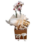 Linda Orquídea mais Caixa Bombons
