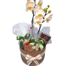 Box Boas Festas com Orquídea - Especial Natal