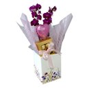 Cesta Orquídea e Bombons Florescer 